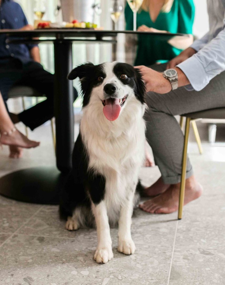 dog